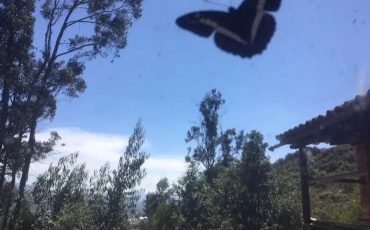 De los libros, las bombas y los olivos (Walter Benjamin y la Pachamama)