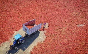 Reina roja: el cultivo y la industria de chiles en la provincia de Xinjiang para hacer pigmentos de color