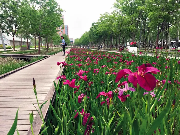 Jardín de lluvia que ayuda a gestionar las aguas pluviales en el Parque de la Pista de Xuhui, antiguo aeropuerto de Shanghái. Foto: Sasaki. Fuente:https://metropolismag.com/projects/shanghais-longhua-airport-is-converted-into-a-new-public-park/.